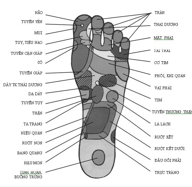 lục phủ ngũ tạng trên đôi bàn chân